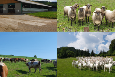 Udržateľné podnikanie MSP v oblasti poľnohospodárstva a vinárstva